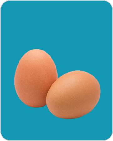 Deux œufs (sur fond turquoise).