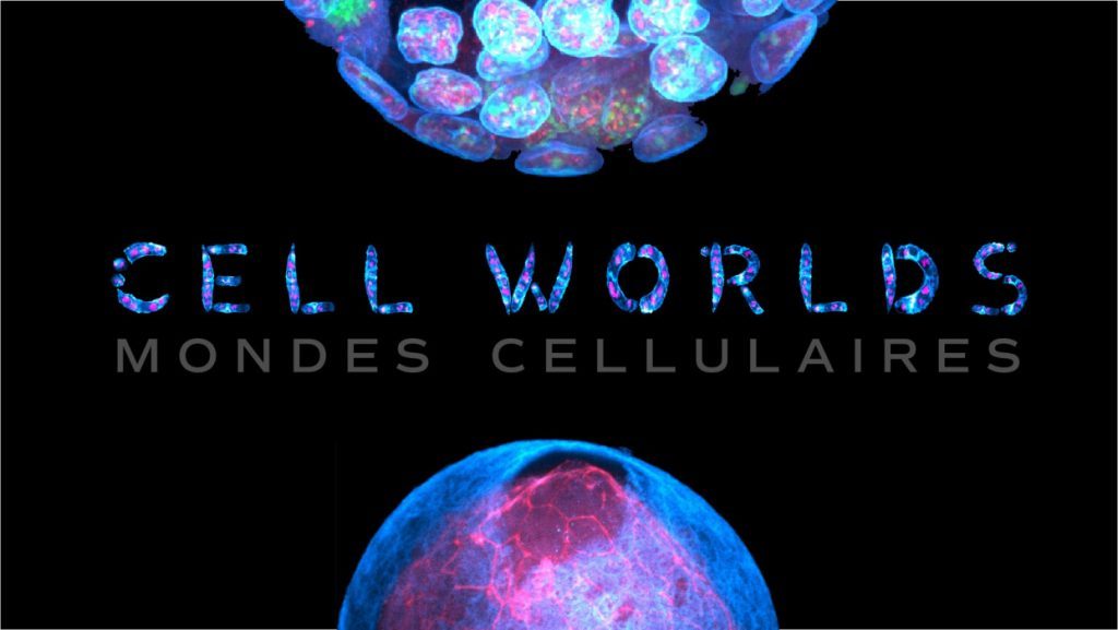 Cell worlds, le ciné-expérience dans le Grand Ouest