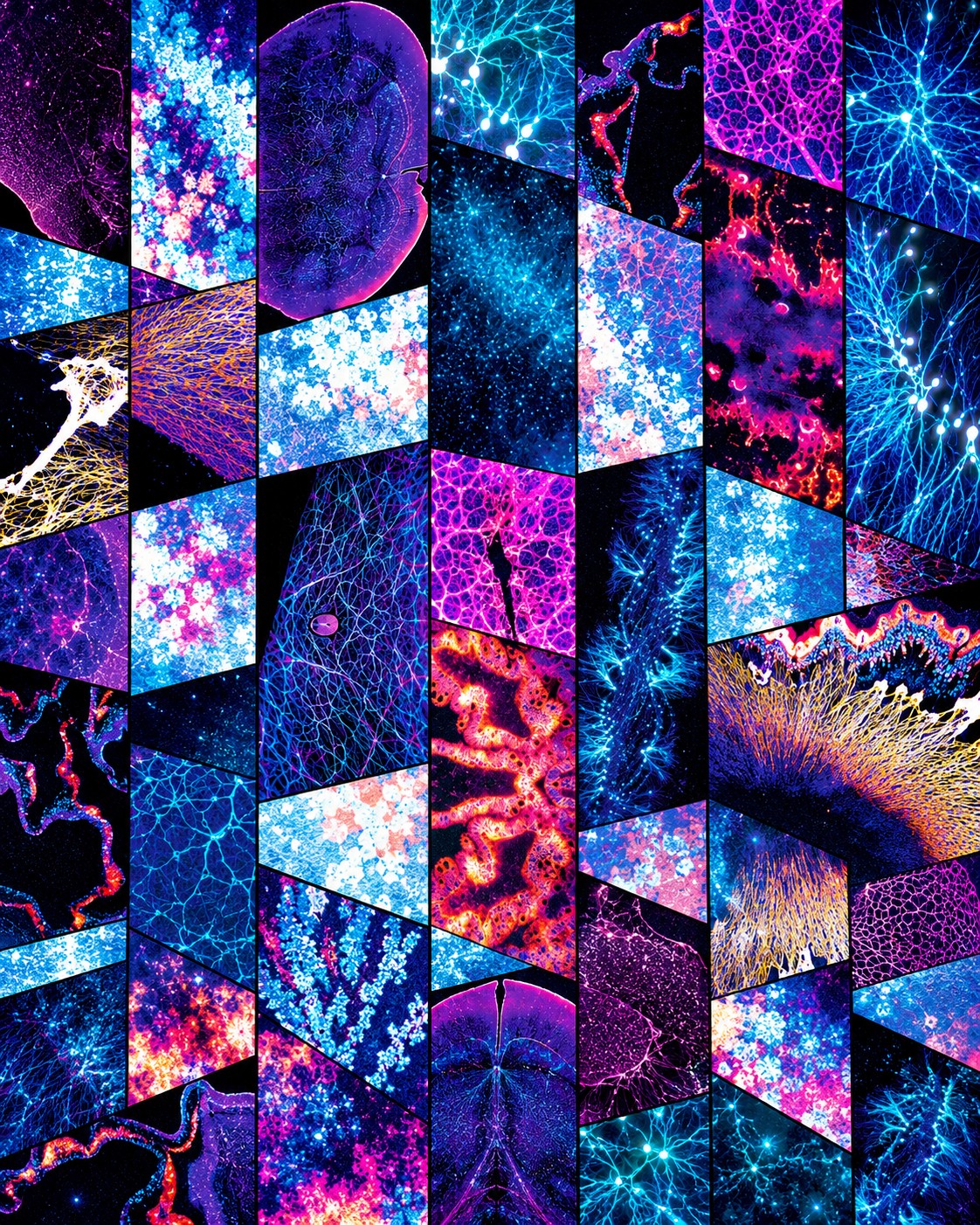 Mosaïque de panneaux d’imagerie scientifique aux couleurs bleues, violettes et roses.